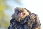 Bateleur Eagle close up.jpg