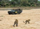 047-Leopards on beach w Mala Mala vehicle.JPG