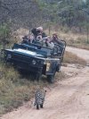 052-Leopard on road approaches vehicle 7-12-13.JPG