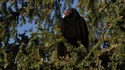 _buzzard0003.jpg