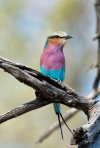 065-Lilac breasted roller Chitabe-301- 7-6-2013.JPG