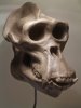 gorilla_skull_three_quarter_by_jengabean.jpg