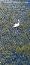 swan on lake.jpg