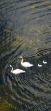 swan on lake2.jpg