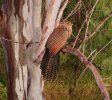 Pheasant Coucal - 1.jpg
