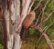 Pheasant Coucal - 2.jpg