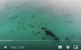 Southern Right Whales 4.png