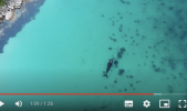 Southern Right Whales 5.png
