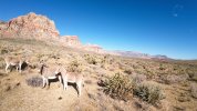Burros 10:16:22.jpg
