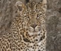 Leopard face-portrait.jpg