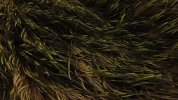 Wheat.JPG