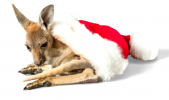 Kanga.png