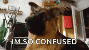 confused.gif