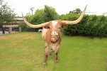 Bevo.jpg