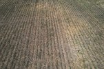 Feild-1.jpg