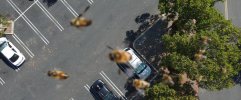 Bees flying around my Drone.jpg
