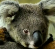 koala.png