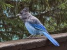 Blue Jay on our porch.jpg