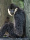 Monkey leaning against post.jpg