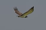 Tawny Eagle in flight.jpg