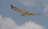 Tawny Eagle takes flight.jpg
