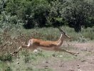 Leaping Impala.jpg