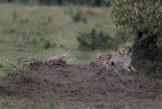 Two cubs and mom cheetah.jpg