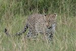 Leopard in tall grass-2.jpg