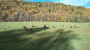 Elk Flight.jpg