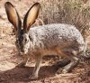 b4b806fabac8b4d4000b041dcf263be1--jack-rabbit-bunny-rabbits.jpg