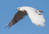 Leucistic Red Tailed Hawk.PNG