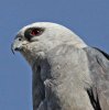 Mississippi_Kite_JerryOldenettel_FlickrCC_0.jpg