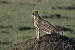 Cheetah on a mound-morning sun.jpg