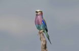 Lilac Breasted Roller.jpg