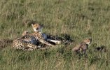 Mom cheetah lying-2 cubs.jpg