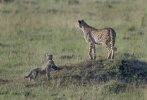 Mom cheetah on a mound with 2 cubs.jpg