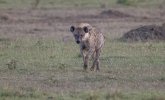 Hyena walking to me.jpg