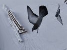 DJI_20240112114111_0109_D imminent pigeon collision 4X3.jpg
