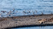 Myers point Seagullsdji_fly_20240331_170442_0236_1711924608575_photo-topaz-denoise-enhance-4x-...jpg