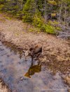 Moose - Miramichi April 2024.jpg