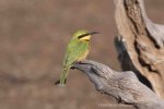 LIttle Bee Eater-Zambia 9-2019.jpg