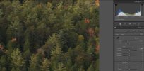 trees-2.jpg