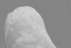 IMG_0235.GIF