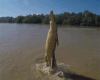 IMG_0244.GIF