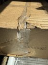 IMG_0257.jpeg