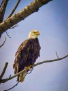 Bald Eagle at Eagle Marsh for subission.jpg