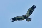 Eaglet Flying Epson Test Print.jpg