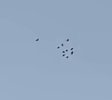 Birds.jpg