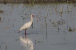 Sept-23-2025 African Spoonbill.jpg Sept-23-2025 African Spoonbill.jpg