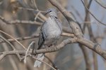 Sept-23-2025 Eurasian Collared Dove.jpg Sept-23-2025 Eurasian Collared Dove.jpg
